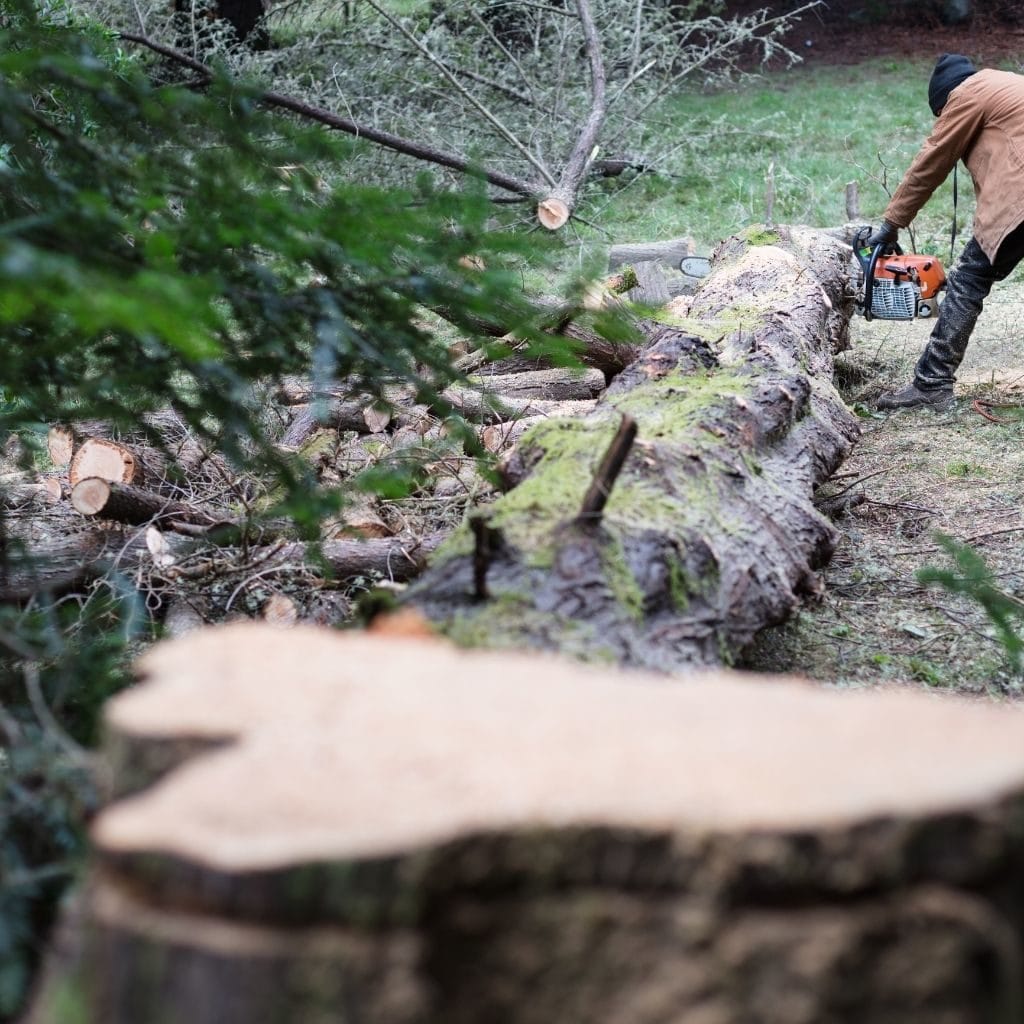Tree stump removal dublin