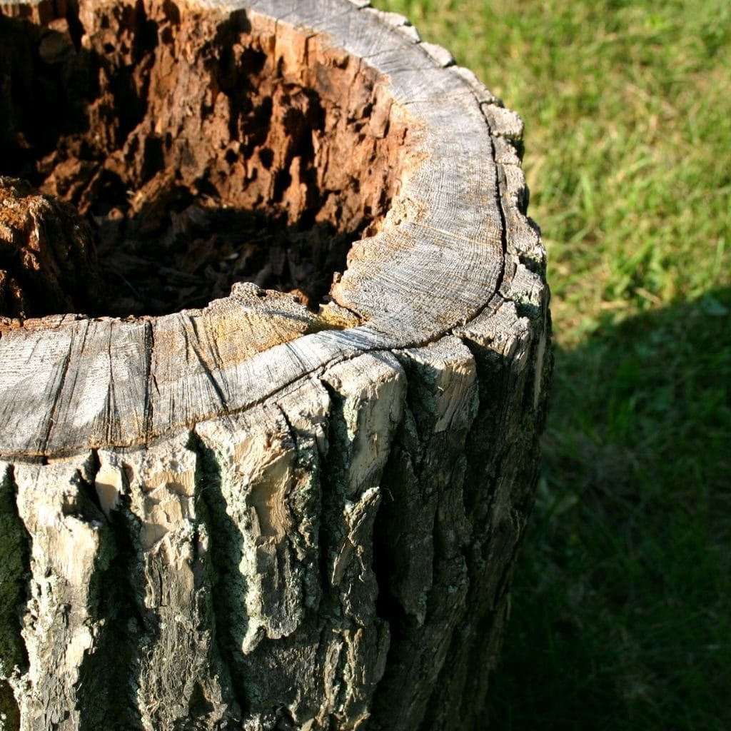 Tree stump removal service