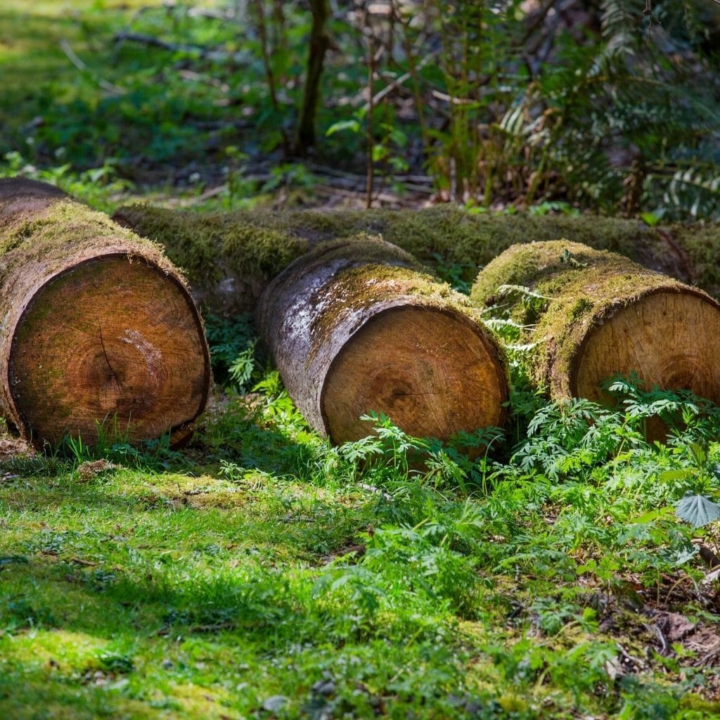 Tree stump removal service Dublin